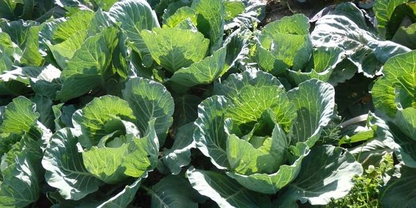 Более 11 тысяч тонн капусты собрали в Аламудунском районе — урожай идет на внутренний рынок изображение публикации