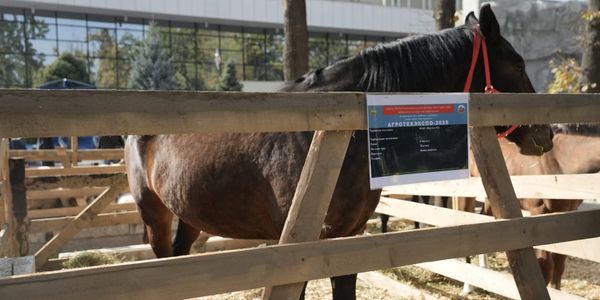 На Старой площади в Бишкеке проходит агровыставка и продовольственная ярмарка изображение публикации