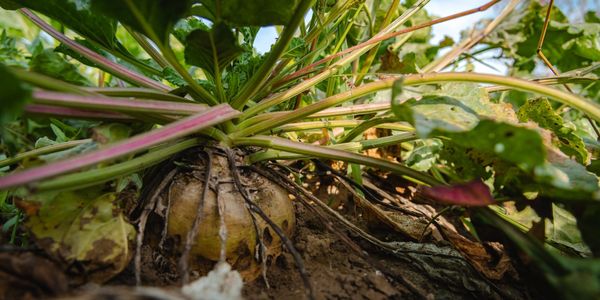 В Кыргызстане соберут порядка 550 тысяч тонн сахарной свеклы изображение публикации