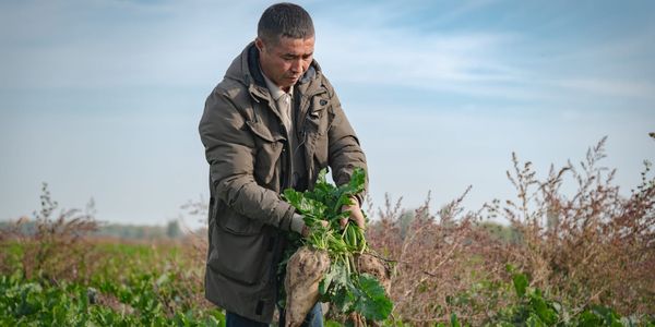 «Свекла как младенец»: фермер Адыл Асылбашев — о том, как вырастить урожай и не уйти в минус изображение публикации