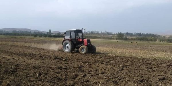 В Аксыйском районе засеяно 1.2 тысячи га озимой пшеницы изображение публикации