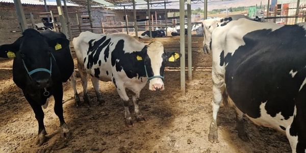 В Кыргызстане проходят тренинги по искусственному осеменению скота изображение публикации