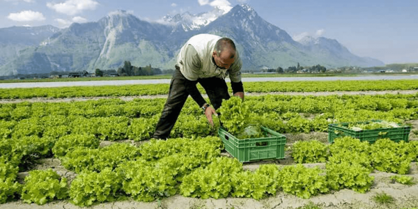 Кабмин до 2030 года на 80% снизил НДС для производителей сельхозпродукции изображение публикации