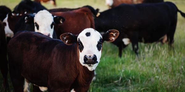 В КР выдали 182.6 млн сомов льготных займов на развитие племенного животноводства изображение публикации