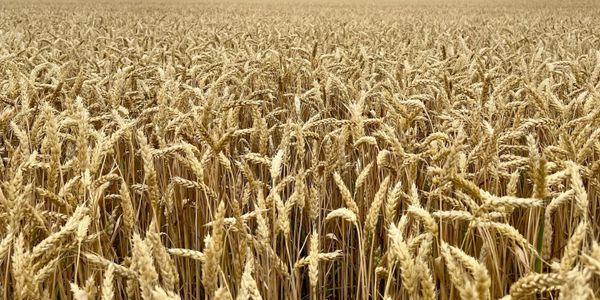 В Чуйской области начали посев канадской пшеницы «Джерси» изображение публикации