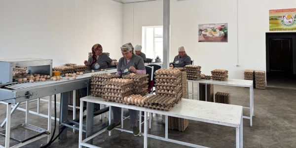 В Базар-Коргоне строят птицефабрику на 100 тысяч кур — в проект инвестируют 185 млн сомов изображение публикации