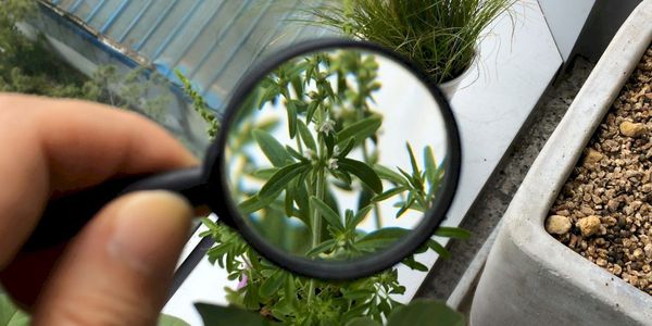 Где проверить урожай на вредителей и болезни — адреса лабораторий Минсельхоза изображение публикации