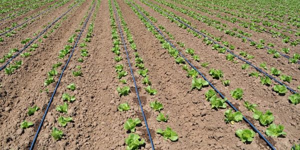 В Кызыл-Туу перешли на капельное орошение — фермеры смогут экономить воду и электричество изображение публикации