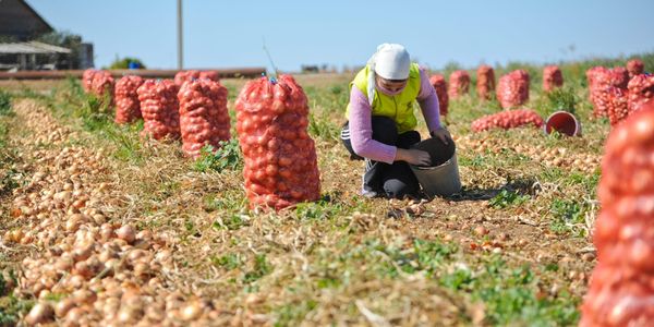 В КР завершается уборочная кампания: собрано 1.8 млн тонн зерна и 790 тысяч тонн овощей изображение публикации
