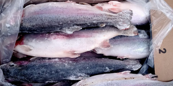 Россия не пропустила 41 тонну форели из КР из-за отсутствия лабораторных документов изображение публикации