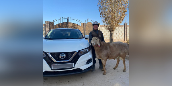 Барашек на миллион: в Ак-Талинском районе племенного Арашана обменяли на Nissan Rogue изображение публикации