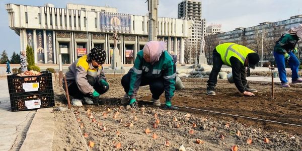 В Бишкеке начали высадку 218 тысяч тюльпанов к весне 2026 года изображение публикации