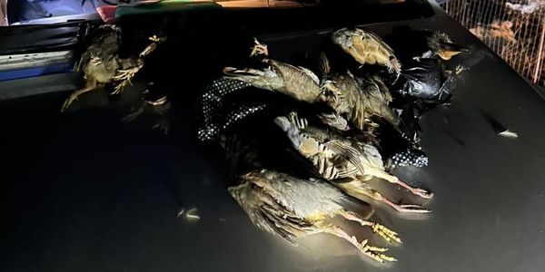 В Ноокате браконьеров оштрафовали за незаконную охоту на куропаток изображение публикации