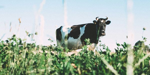 Более 7 тысяч молочников получили льготные кредиты почти на 1 млрд сомов изображение публикации