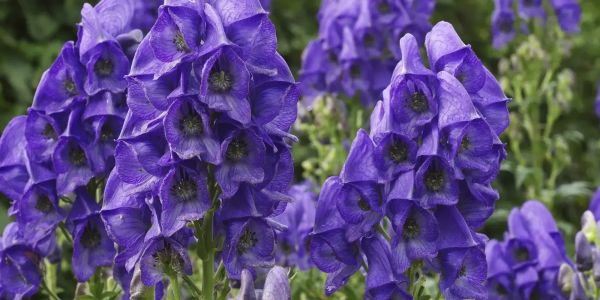 В КР введен временный запрет на сбор и использование ряда растений изображение публикации