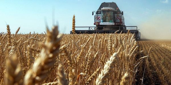 Урожай зерна в КР сократился на 14% на фоне рекордного сбора овощей и фруктов изображение публикации