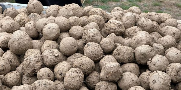 Семенные шарики миндаля: в Баткене опробовали новую агротехнологию изображение публикации
