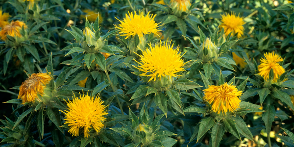 В Кыргызстане планируют увеличить посевы сафлора до 12.5 тысячи га изображение публикации