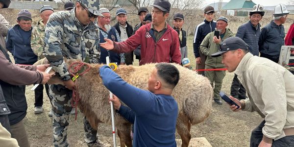 овцы Арашан экспорт 2026, Эрлист Акунбеков, племенное животноводство Кыргызстана, Минсельхоз КР новости, вес баранов Арашан, экспорт скота в Россию, селекция в Кыргызстане.