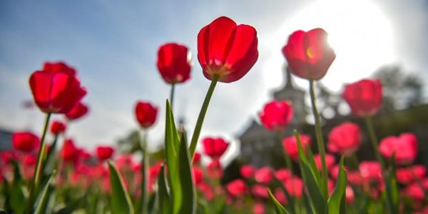 тюльпаны в Бишкеке 2026, мэрия Бишкека новости, благоустройство столицы, посадка цветов в КР