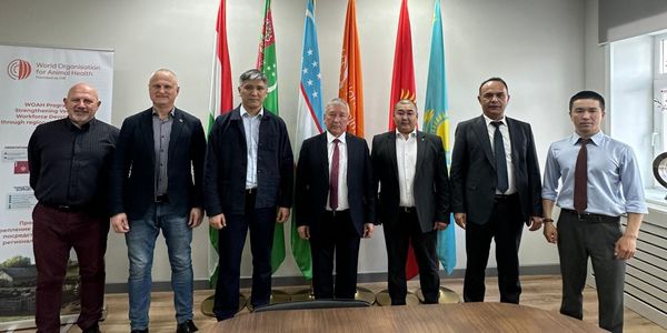 Кыргызстан планирует получить статус страны, свободной от африканской чумы лошадей изображение публикации