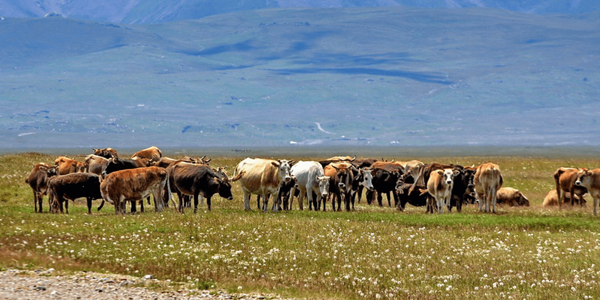 Цифровой учет скота и плата за ЭЦП: какие изменения в госуслугах готовит Минэконом изображение публикации