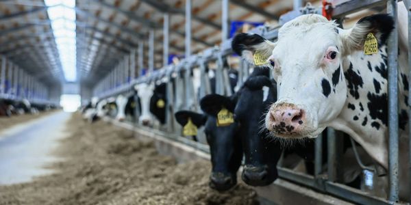 В Таласской области по линии ГЧП построят современный молочный комплекс изображение публикации