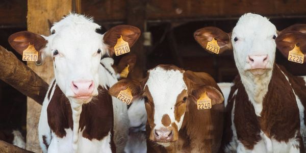 Садыр Жапаров закон 2026, животноводство Кыргызстана, племенное дело, сельское хозяйство КР, разведение скота.