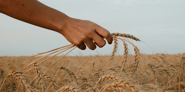 курс тенге к сому 2026, экспорт зерна из Казахстана, цена на муку в Кыргызстане, убытки аграриев РК, Нацбанк Казахстана