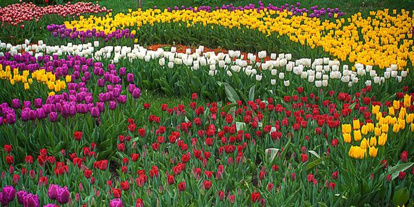 Тюльпаны по ГЧП: под Бишкеком построят тепличный комплекс с элементами агротуризма изображение публикации