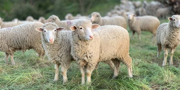 Дефицит ветеринаров в регионах Кыргызстана: депутаты ЖК требуют системных реформ в отрасли изображение публикации