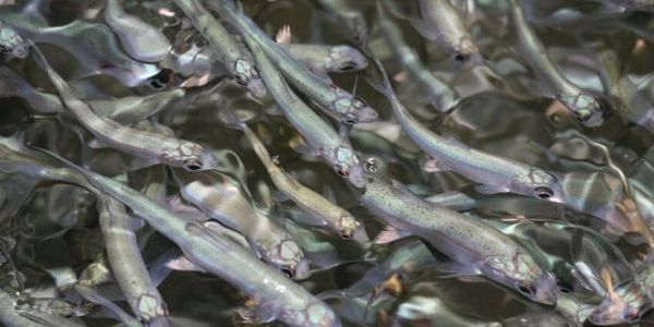 Зарыбление-2026: Сон-Куль и Ара-Куль получили 1.8 млн мальков сига-лудоги