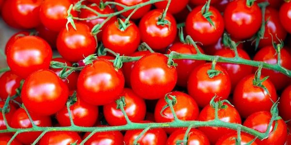 помидоры в Кыргызстане 2026, вкус томатов, селекция томатов, Абдухаким Исламов, урожайность помидоров в Чуйской области, почему помидоры невкусные, CRISPR томаты, семена томатов Heinz.