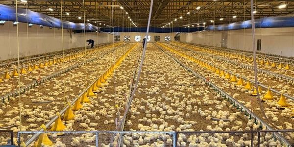Для развития птицефабрики в Сокулукском районе планируют привлечь $400 тысяч инвестиций изображение публикации