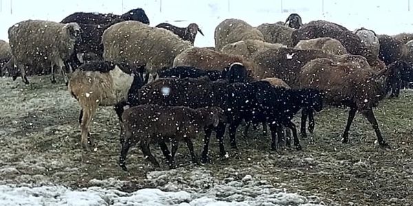 Остриженный мелкий скот на высокогорном пастбище после снегопада в Ат-Баши и Жети-Огузе