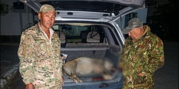 В Баткенской области мужчину оштрафовали за охоту на кабана изображение публикации
