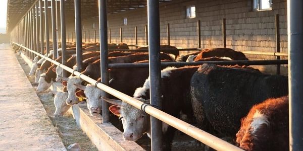 Для сдерживания цен на мясо в Чуйской области создадут откормочные хозяйства изображение публикации