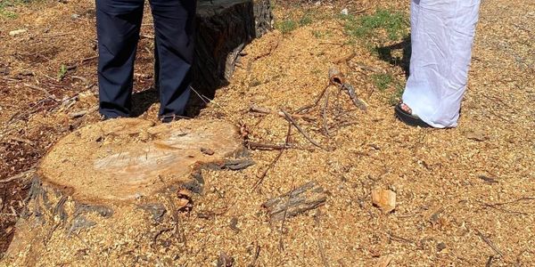 Житель села Ивановки заплатил более 95 тысяч сомов за вырубку деревьев изображение публикации