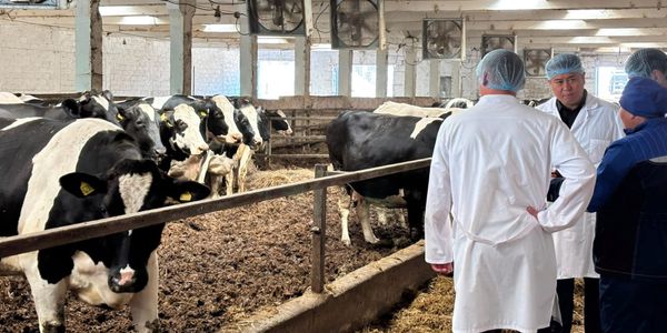 Кыргызстан и Чувашия будут совместно развивать племенное животноводство изображение публикации