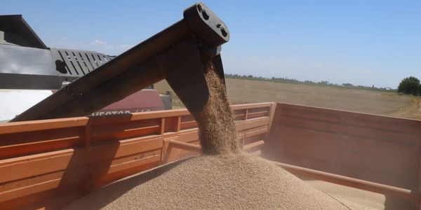 Сбор пшеницы вырос на 30.8%: в КР убрали больше половины зерновых полей изображение публикации
