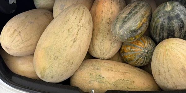 Из Узбекистана в Кыргызстан не пропустили 150 кг дынь без документов изображение публикации