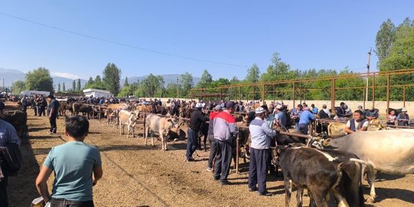 В Ошской области за неделю проверили 5.3 тысячи голов скота изображение публикации