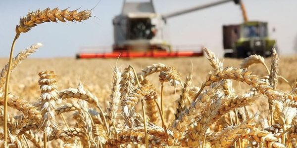 В Кыргызстане собрали почти 1.94 млн тонн зерна — убрано 91% площадей изображение публикации