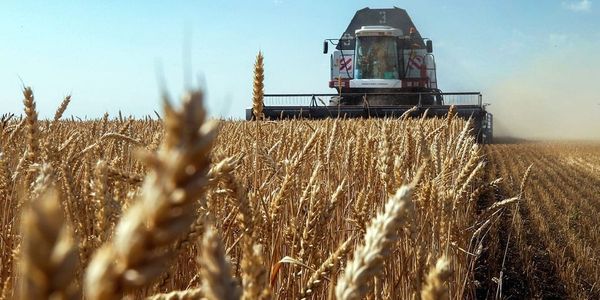 В Кыргызстане собрали 1.38 млн тонн зерновых изображение публикации