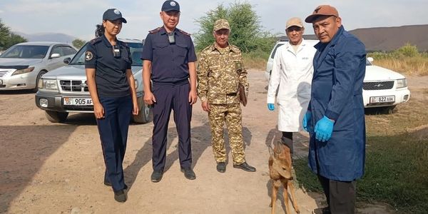 В Жумгальском районе у местного жителя изъяли детеныша косули изображение публикации