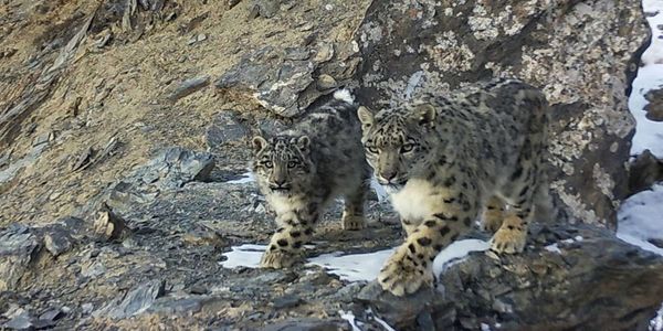 На Иссык-Куле егерь снял на видео снежных барсов в естественной среде изображение публикации