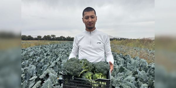 Брокколи из Чуйской области по 90 сомов: как фермер решил заменить импорт местной продукцией изображение публикации
