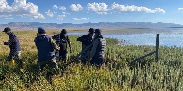 На Сон-Куле установили километровое ограждение для защиты редких птиц изображение публикации