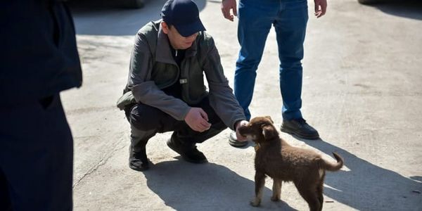 В Бишкеке начали обустраивать три площадки для выгула собак изображение публикации