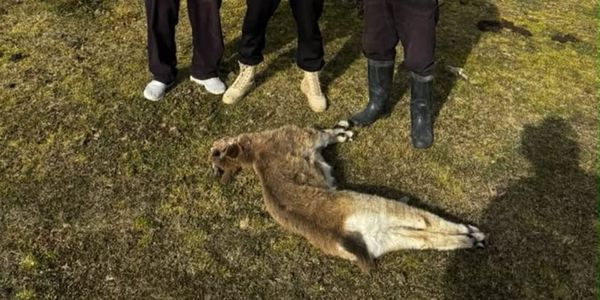 В Нарынской области нашли тушу незаконно добытого детеныша козерога изображение публикации